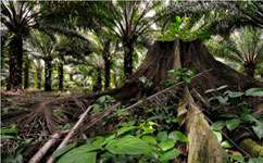 Oil palms and conservation -- do they mix?