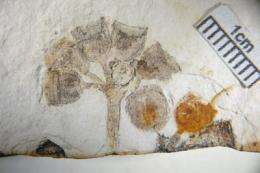 Oldest known Eucalyptus fossils found in South America
