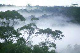 Old-growth rainforests vital for tropical biodiversity: study