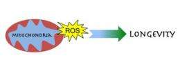 Once Blamed for Aging, ROS Molecules May Actually Extend Life