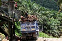 Only half of palm oil used by surveyed companies came from sustainable sources, according to WWF