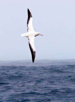 On the sizeable wings of albatrosses