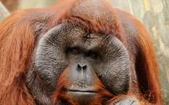 Orangutans adapt their movements to swamp forest
