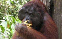 Orangutans bite back