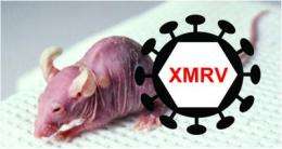 Origins of XMRV deciphered, undermining claims for a role in human disease