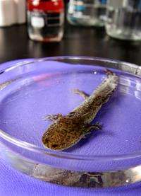 Overturning 250 years of scientific theory: Age, repeated injury do not affect newt regeneration