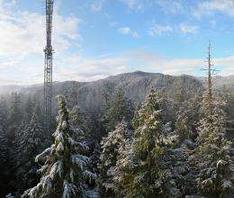 Pacific Northwest trees struggle for water while standing in it