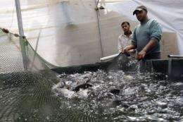 Palestinian workers catch fish at a fish farm in Khan Yunis in the southern Gaza Strip
