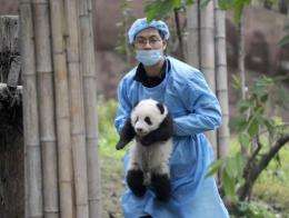 Pandas are encouraged to breed during their maximum 10-year stay abroad, and any offspring eventually return to China