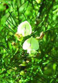 Pearl-flowered legume a surprise new find in the Cape Snowy Mountains, South Africa