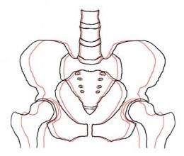 Pelvic widening continues throughout a person's lifetime, UNC study