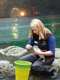 Penguin keeper Mallorie Hackett tries to feed a blue penguin at a refuge in Christchurch