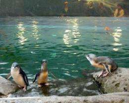Penguins swim at a refuge in Christchurch