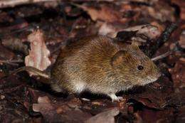 Penis size does matter if you are a bank vole