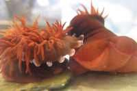 Personality clash: scientists discover 'bold' sea anemones excel at fighting