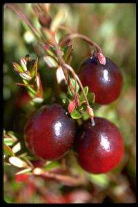 Pest preferences for cranberry cultivars determined