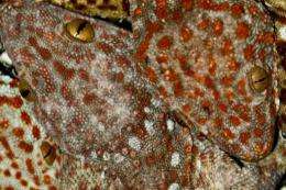 Philippine authorities seized a haul of about 2,000 live geckos as part of a campaign to protect the lizard