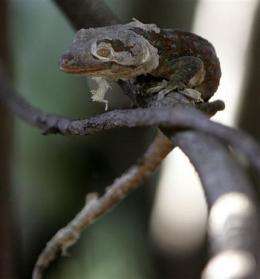 Philippines warns against geckos as AIDS treatment (AP)
