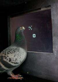 Pigeons no bird brains when it comes to number sense