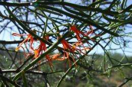 Pilbara mistletoe faces sub-regional extinction