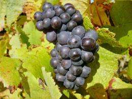 Pinot noir grapes reveal 700-year climate record