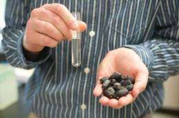 Plant oil may hold key to reducing obesity-related medical issues, MU researcher finds