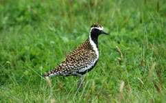 Plovers tracked across the Pacific