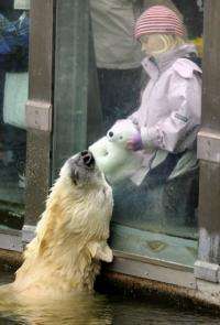 Polar bear Knut interacts with six-year-old visitor Nane and her cushy polar bear "Knut" at the zoo in Berlin in 2010