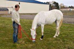 Portable ultrasound now available for horses