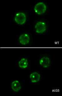 Position of telomeres in nucleus influences length