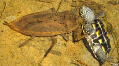 Predator-prey role reversal as bug eats turtle