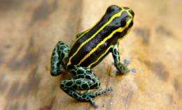 Predators drive the evolution of poison dart frogs' skin patterns