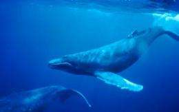 Preserving four percent of the ocean could protect most marine mammal species, study finds