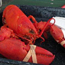 Pressure prepares lobsters for long-distance delivery