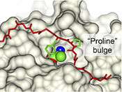 Proteases inside the cell