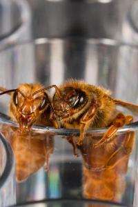 Protein love triangle key to crowning bees queens?