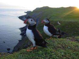 Puffins 'scout out' best migration route