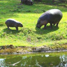 Pygmy hippo takes his first swim