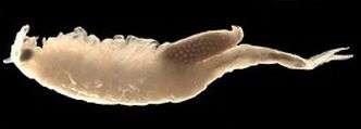 New shrimp species found in Queensland waterhole