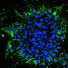 Researchers develop stem cell-Based models for studying mitochondrial disorders