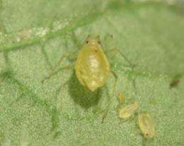 Rapid evolution within single crop-growing season increases insect pest numbers