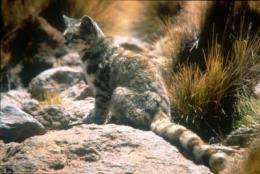 Rare Andean cat no longer exclusive to the Andes