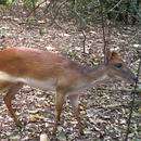 Rare antelope reveals secrets of threatened African forest