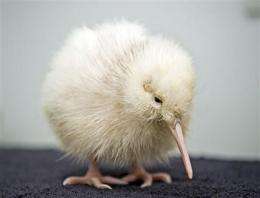 Rare white kiwi chick hatches at NZ wildlife park (AP)