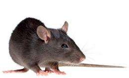 Rat bite fever: A growing paedia tric issue