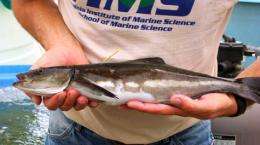 Recapture of well-traveled cobia provides hope for stock enhancement