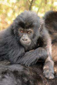 Recent census in war-torn DR Congo finds gorillas have survived, even increased
