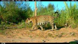 Record number of jaguars uncovered in Bolivia