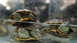 Red Eared Slider turtles are displayed inside an aquarium at the Ninoy Aquino Parks and Wildlife Center in Quezon City