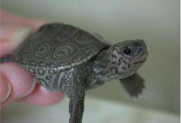 Reduced bone density, stunted growth in turtles exposed to common chemical